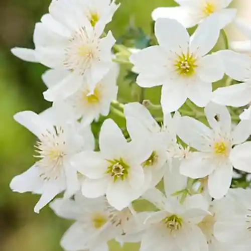 Flitsaanbieding - Clematis Joe 50-60 cm