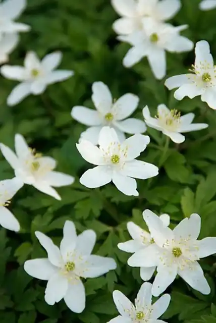 Anemone Sylvestris | Koop vandaag