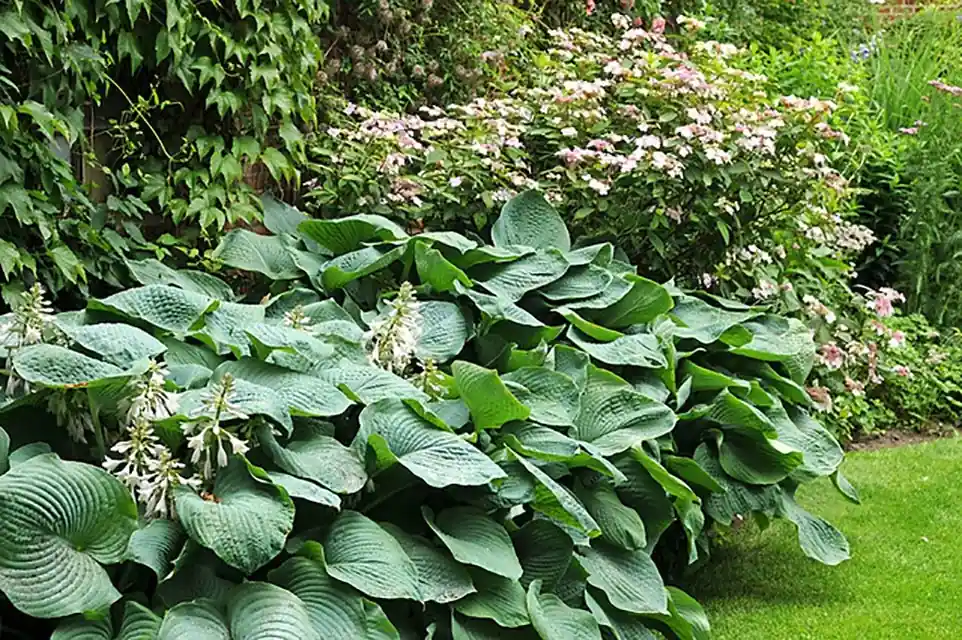 Net gelanceerd | Hosta Big Daddy