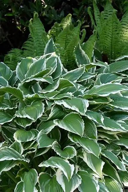 Hosta Undulata Albomarginata - Verlaagde prijs