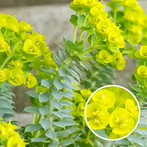 Extra voordeel | Euphorbia myrsinites