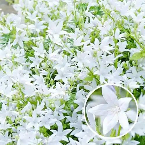 Hoog gewaardeerd | Campanula poscharskyana E.H. Frost