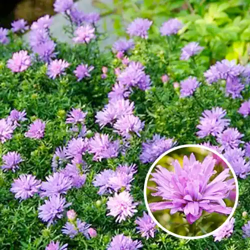 Aster Lady in Blue - Nu beschikbaar