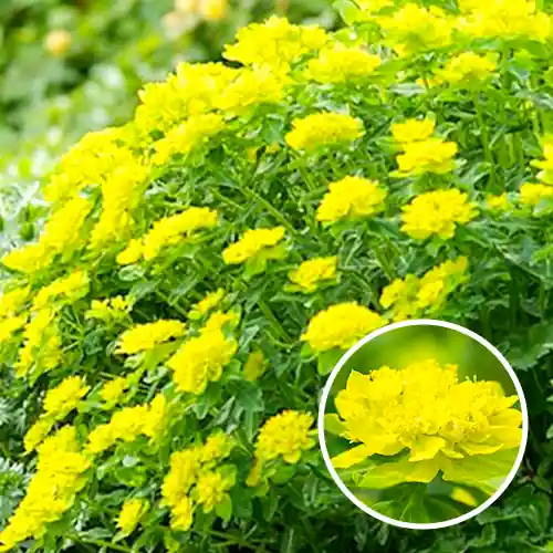 Dagdeal | Euphorbia polychroma