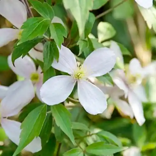 Clematis montana Rubens 50-60 cm - Nieuw gelanceerd