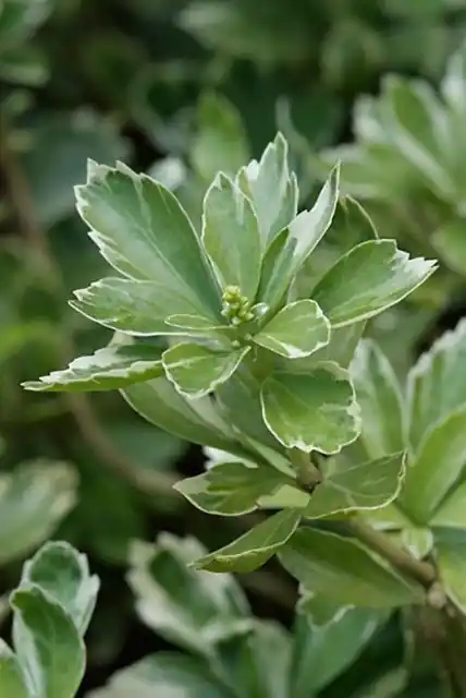Pachysandra terminalis Variegata - Goed beoordeeld