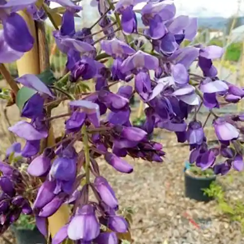 Wisteria floribunda Ito Koku Riu - Laatste dagen
