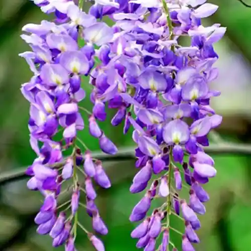 Wisteria sinensis Prematura - Prijsverlaging