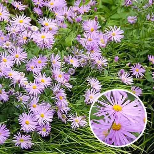 Veel gevraagd - Aster ‘Frikartii Monch‘