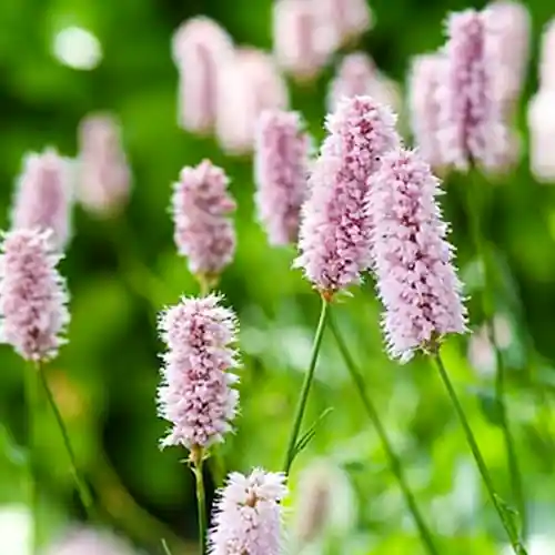 Persicaria bistorta Superba | Aanrader