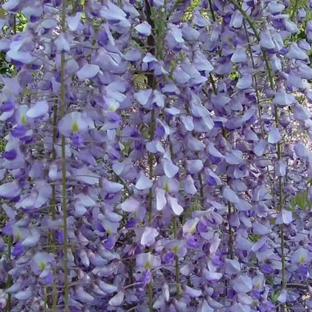 Eenvoudig retourneren - Wisteria floribunda Macrobotrys