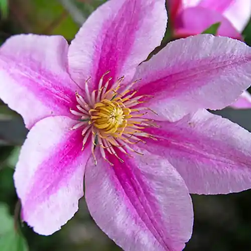 Clematis Piilu 50-60 cm | Topdeal