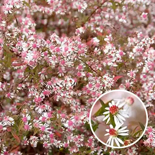 Aster lateriflorus ‘Horizontalis’ | Meest verkocht