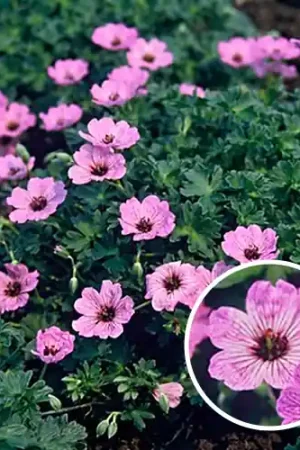 Aanbieding | Geranium cinereum Ballerina