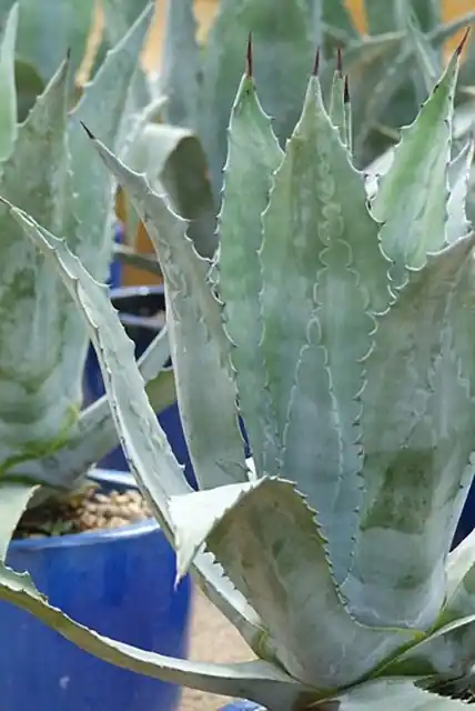 Agave Americana | Shop nu