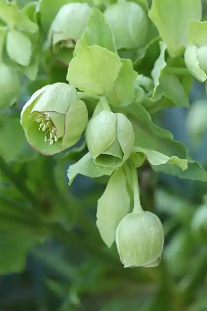 Zeer goed beoordeeld | Helleborus foetidus
