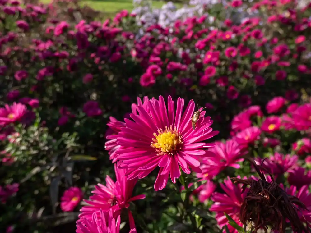 Aster Jenny - Zojuist toegevoegd