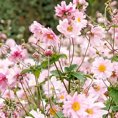 Anemone hybrida Königin Charlotte | Laatste kans