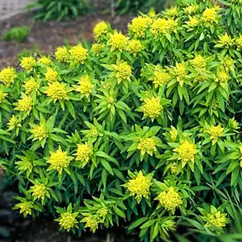 Mis het niet - Euphorbia palustris Walenburg Glorie