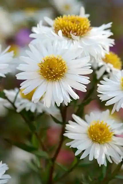Aster ageratoides Starshine - Laatste dagen