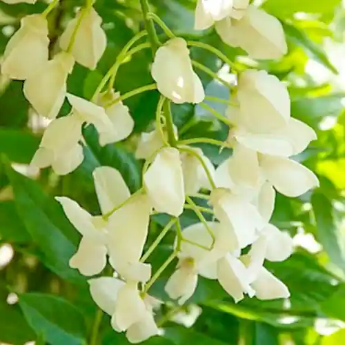 Wisteria floribunda Alba | Dagdeal