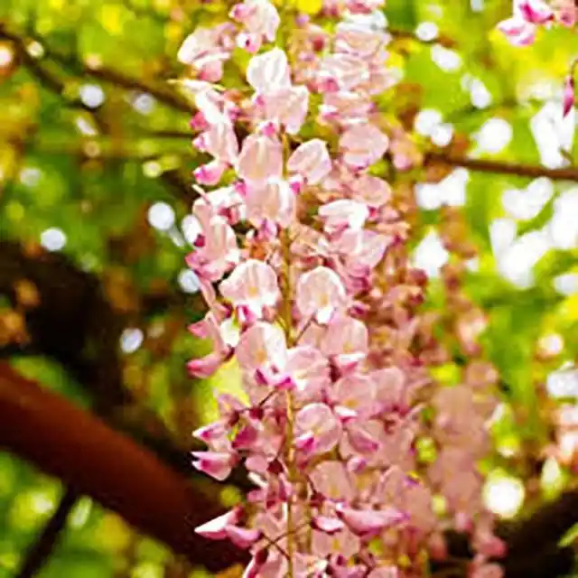 Meest verkocht | Wisteria brachybotrys Showa Beni