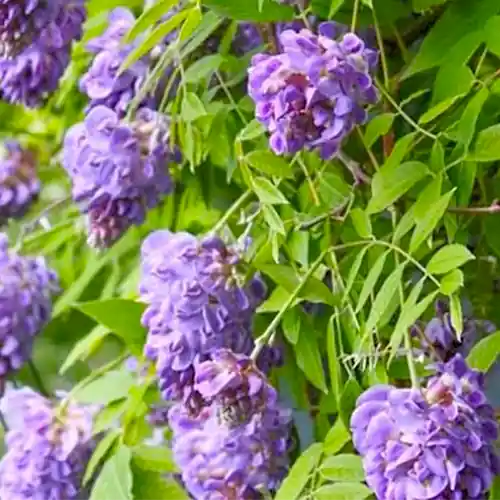 Flitsaanbieding - Wisteria frutescens