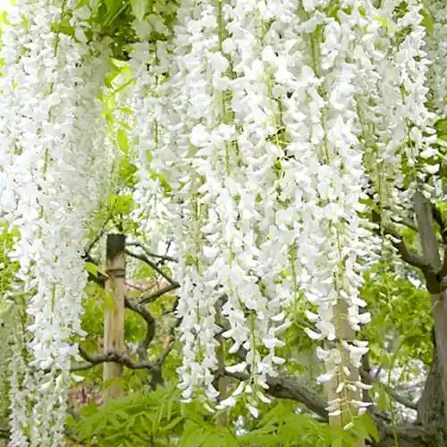 Korting - Wisteria floribunda Longissima Alba