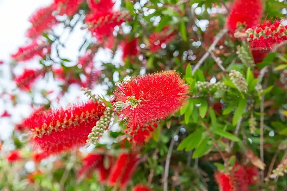 Callistemon Laevis - Hoge kwaliteit