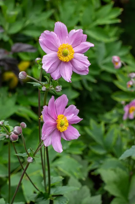 Anemone tomentosa Robustissima - Aanbieding