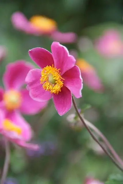 Makkelijk bestellen | Anemone hupehensis