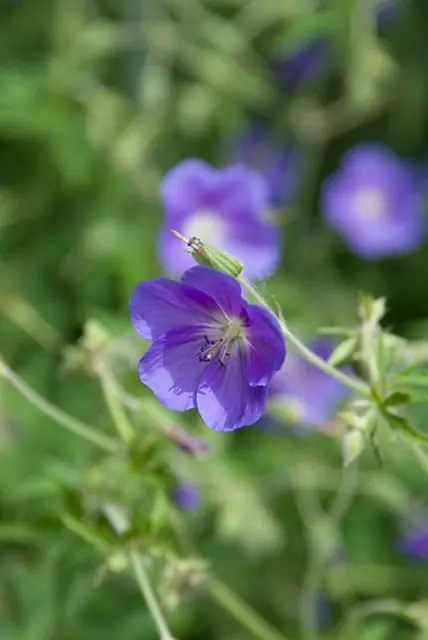 Scherp geprijsd - Geranium Brookside