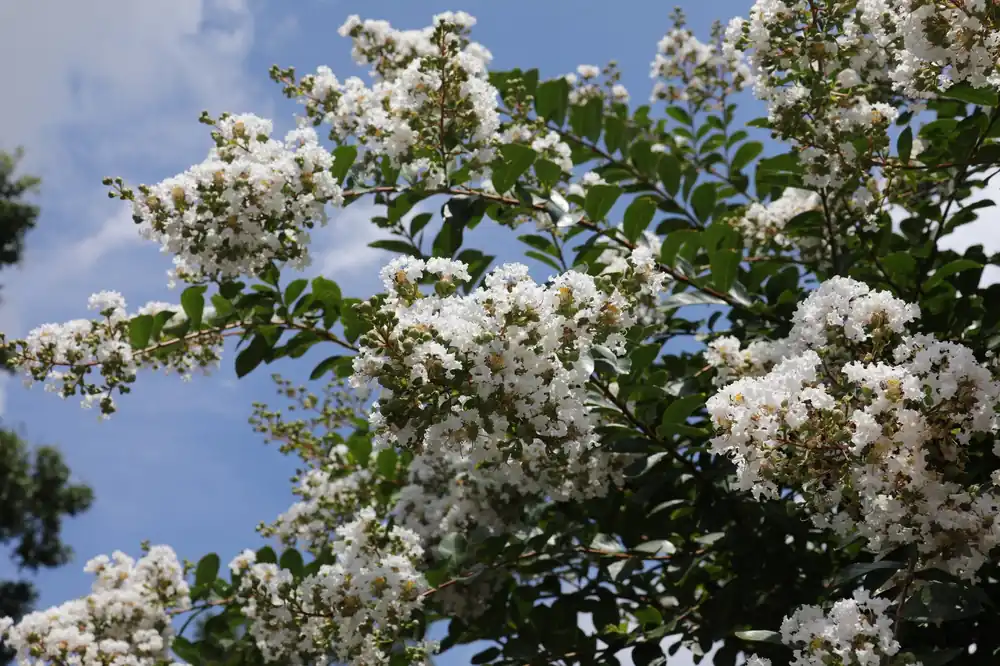 Lagerstroemia Bianca Grassi - Nieuw