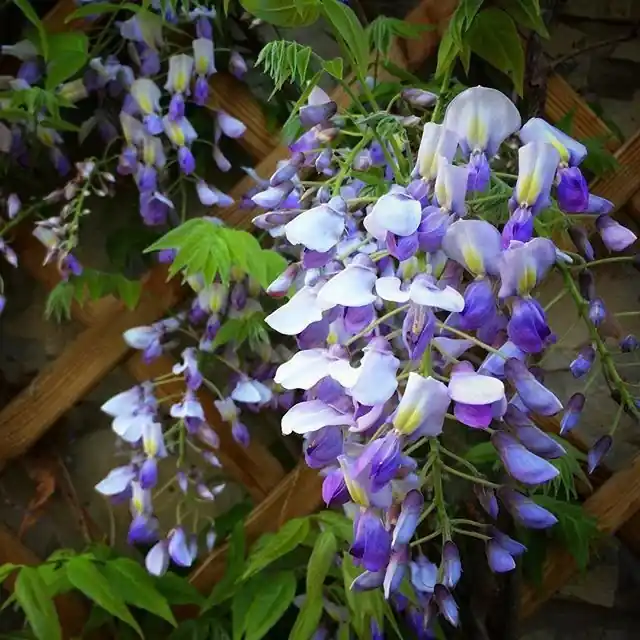 Net gelanceerd | Wisteria brachybotrys Golden King