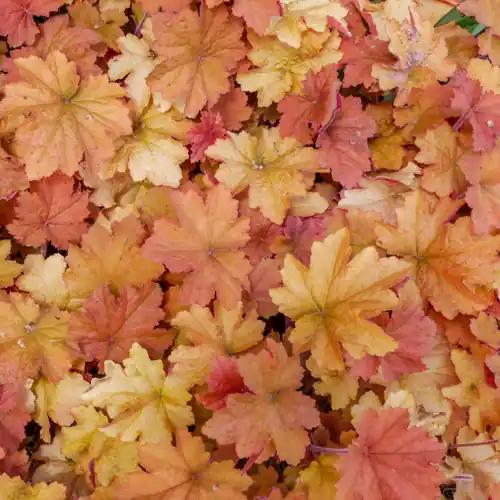 Spoedlevering | Heuchera Caramel