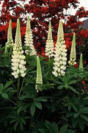 Voorraad bijna op | Lupinus ‘Gallery White‘