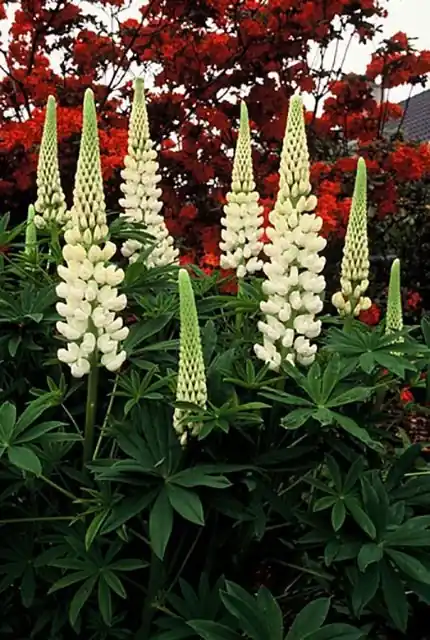 Voorraad bijna op | Lupinus ‘Gallery White‘