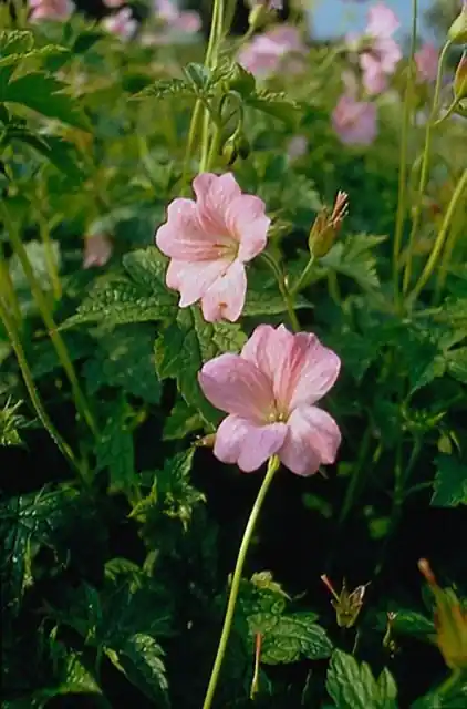 Deal - Geranium endressii