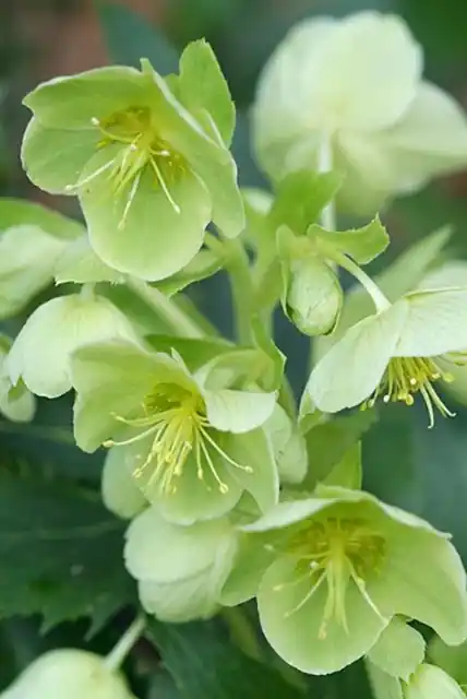 Helleborus argutifolius - Direct leverbaar