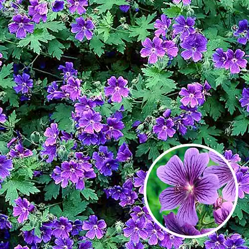 Geranium Magnificum - Slechts tijdelijk