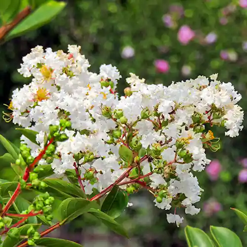 Veel voordeel - Lagerstroemia Nivea