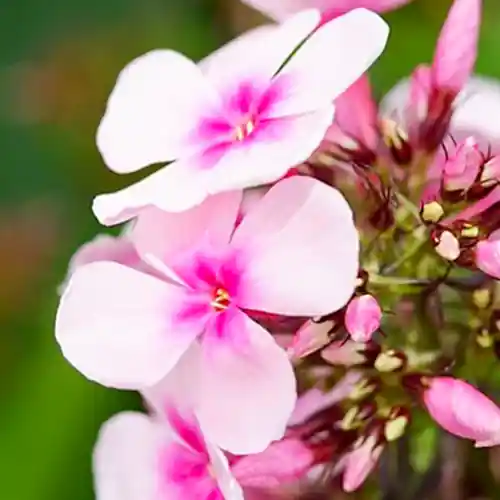 Bespaar nu - Phlox Bright Eyes