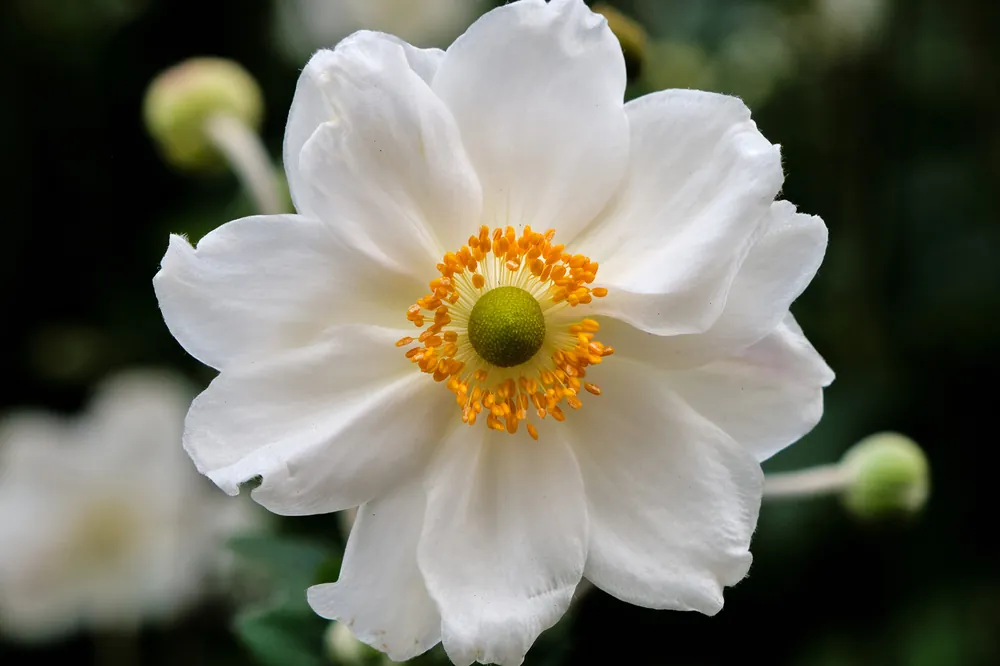 Outlet | Anemone hybrida Honorine Jobert