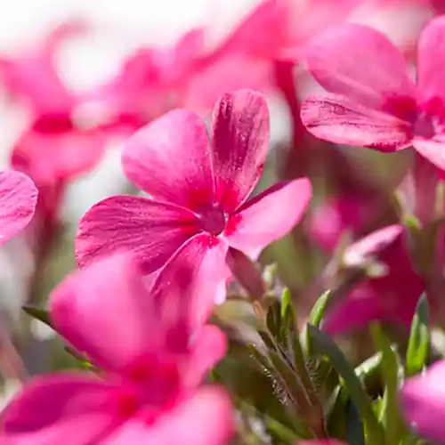 Phlox Atropurpurea - Veel gekozen