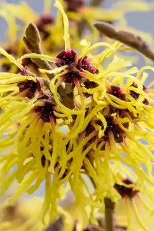 Aanbieding - Hamamelis Arnold Promise