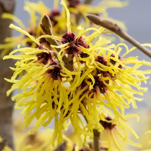 Aanbieding - Hamamelis Arnold Promise