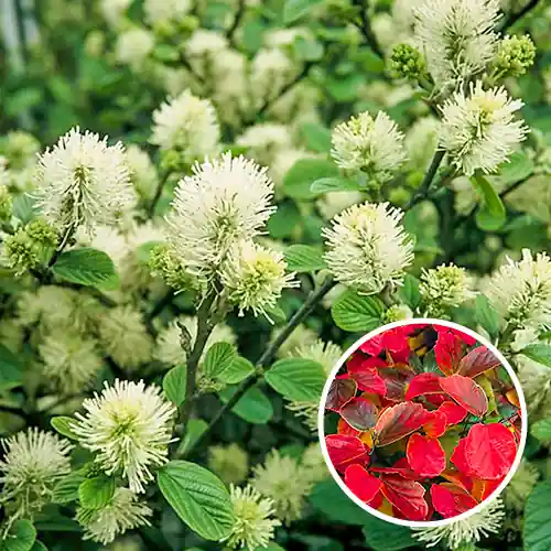Fothergilla Major | Op = op