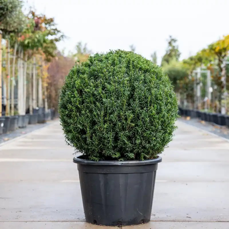 Taxus baccata Bol - Koopje