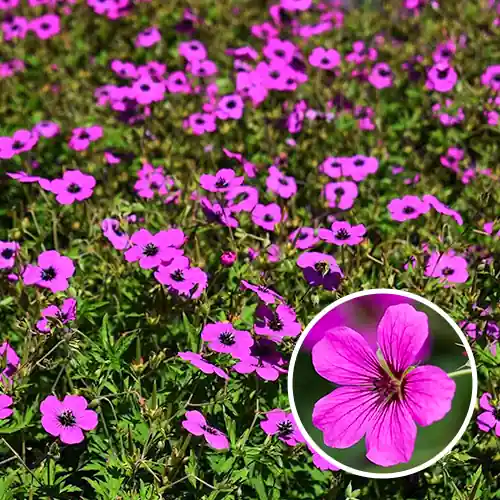 Lage prijs - Geranium Patricia
