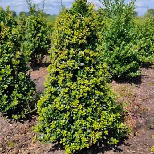 Ilex crenata Dark Green Piramide | Populair